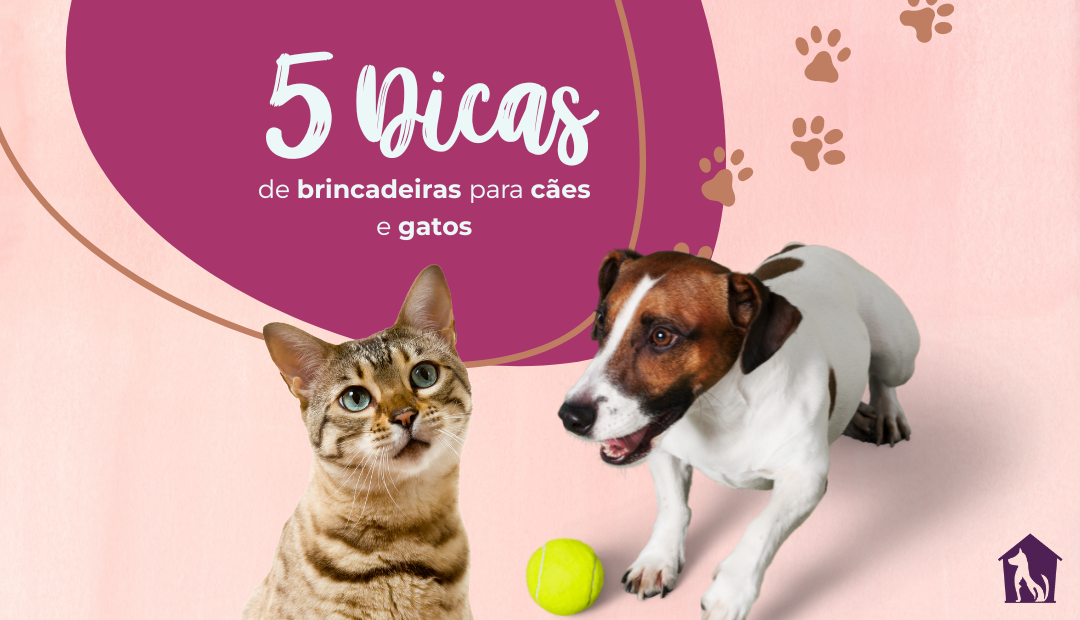 Brincadeiras para gatos: atividades para divertir o pet - Central Pet